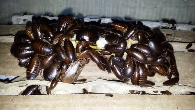 Кормление мраморных тараканов (nauphoeta cinerea). Lobster cockroaches. Feeding time. (13.01.2017)