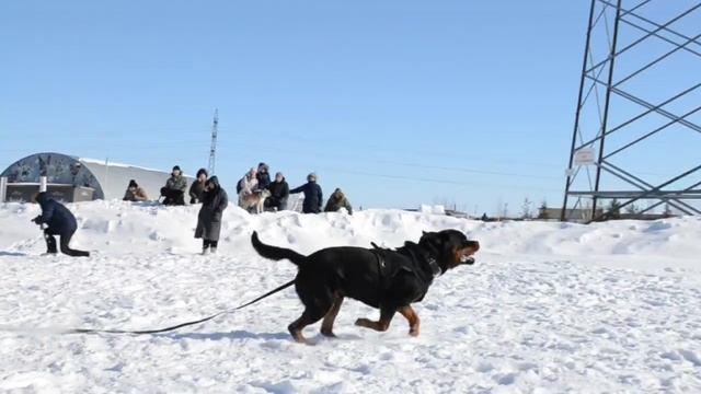 Дрессировка собак в Омске - ОЦССС (3)