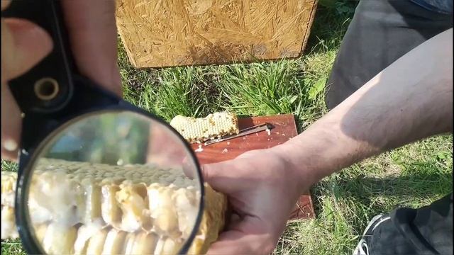 БОРЬБА С КЛЕЩЕМ ВАРРОА БЕЗ ХИМИИ