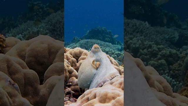 ОСЬМИНОГ