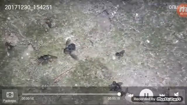 Сжигание сухих , дохлых , мух и шапки | бенгальские огни
