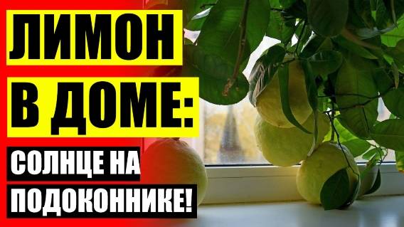 Лимон павловский купить в москве