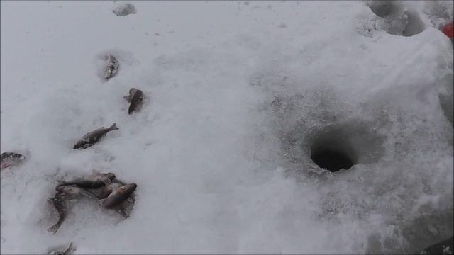 РЫБОЛОВ ИВАНОВИЧ. Я на рыбалке в затоне.