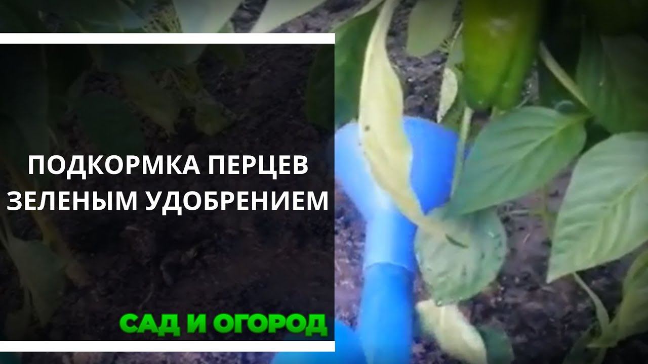 Подкормка перца зеленым удобрением