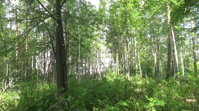 Вырубка леса около Новосибирского государственного университета  11.06.2022