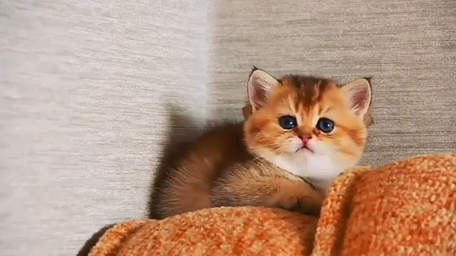 Красивый рыжий котенок