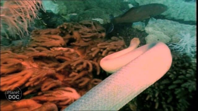 Indonesia. Coral Reef  | Tribes & Ethnic Groups