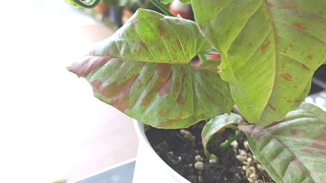 Syngonium milk confetti (เงินไหลมา มิลค์คอนเฟ็ตตี้)