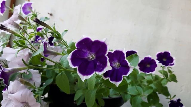 Летом на балконе.