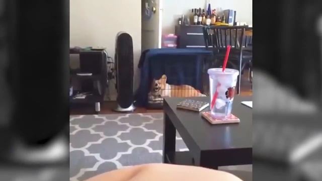Лучшие Приколы с Собаками / Best videos with dogs. Compilation