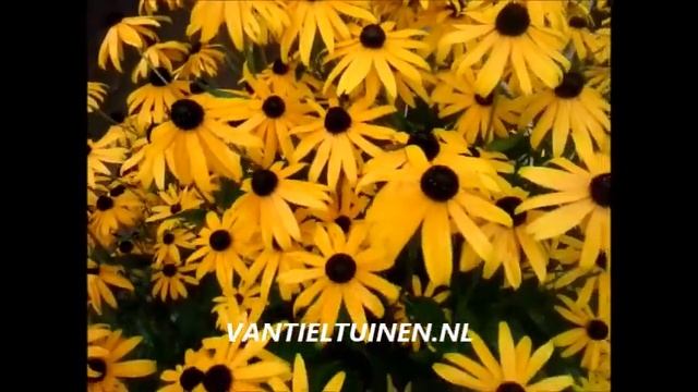 Rudbeckia fulgida Goldsturm