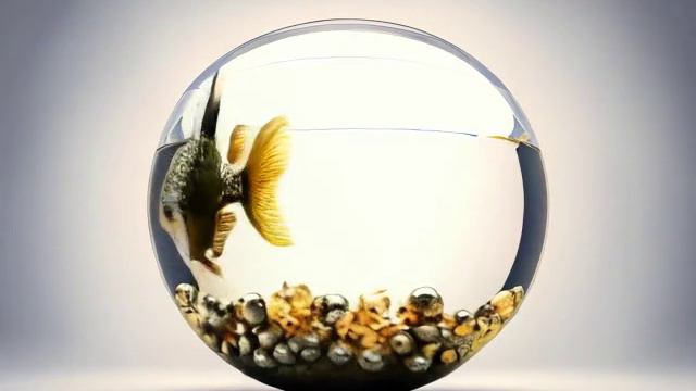 Золотая успешная счастливая золотая рыбка в круглом аквариуме