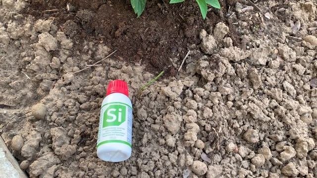Чем подкормить  гортензии в июне.