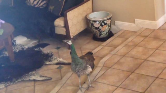 THIS IS WHAT HAPPENS WHEN YOU LET A PEACOCK INTO YOUR HOUSE *NOT CLICKBAIT*