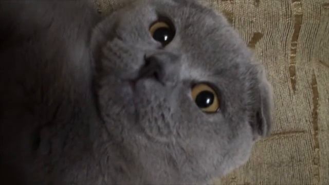 Кот Тимоха