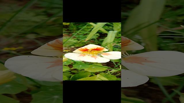 Красивые большие цветы: Лилия, Настурция и лилейник