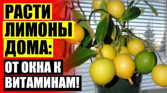 🎯 Выращивание комнатного лимона в домашних условиях 🚫