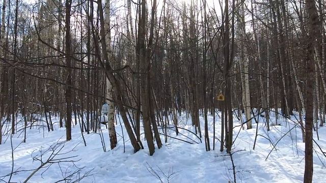 Родители простились с сыном, не вышедшим из комы, а через полчаса ворвался волк и шокировал больниц