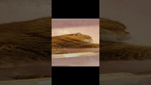 Царская ножка