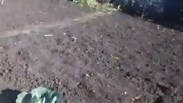 Осень  и чем обработать кустарники и деревья.