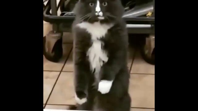 ТВОИ ГЛАЗА  КОТ И ЗМЕЯ