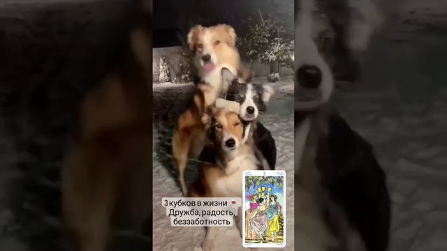 Просто о Таро #3кубков 🐕💖
#Таро #тароюмор #дружба
t.me/tarot_healing