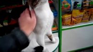 КОТ БАЗИЛИО / ПОЗИРУЕТ на КАМЕРУ / НЕЗАВИСИМЫЙ ГРАЦИОЗНЫЙ КОТЯРА