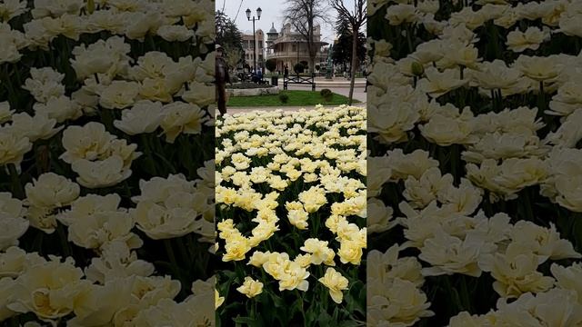 Парк Цветник в Пятигорске весной. красота природы