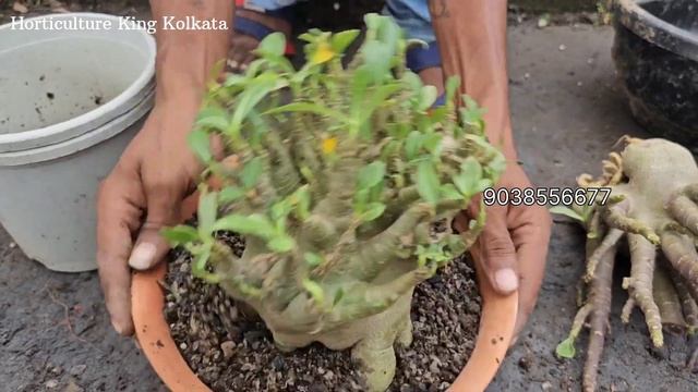 Adenium plant | Desert rose | Adenium combo | Adenium online sale in low prices | Wholesale adenium