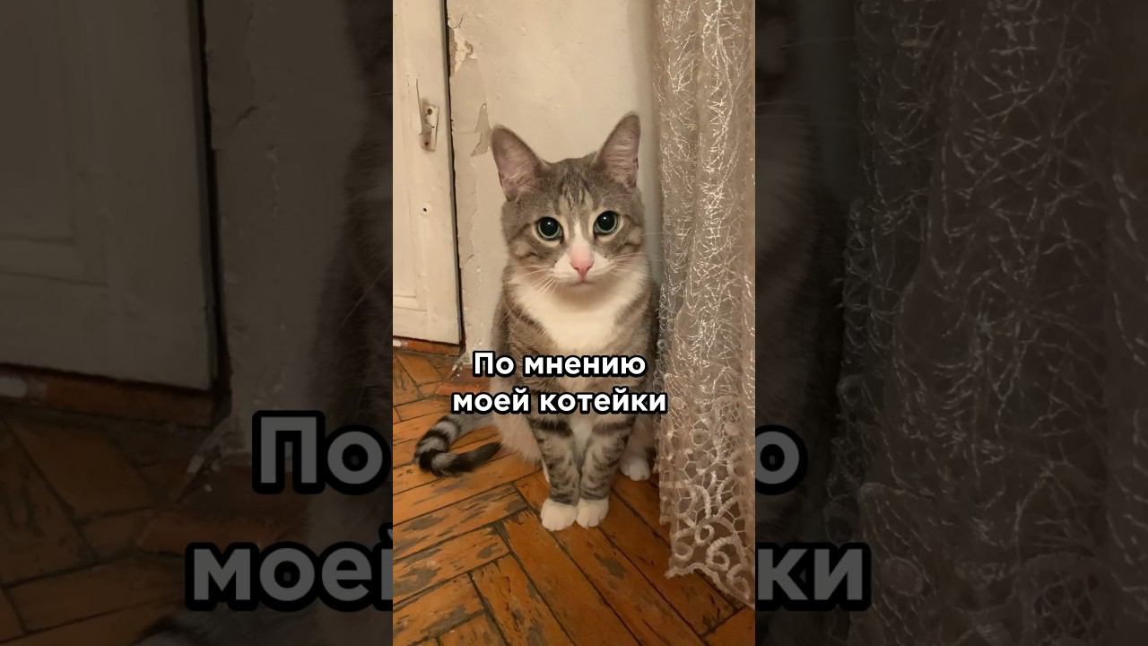 По мнению моей котейки #animal #cat #likee #а4 #cute #котики #animalcat #funny