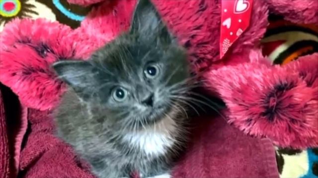 Беззащитного серого котёнка бросили из за необычных лапок
