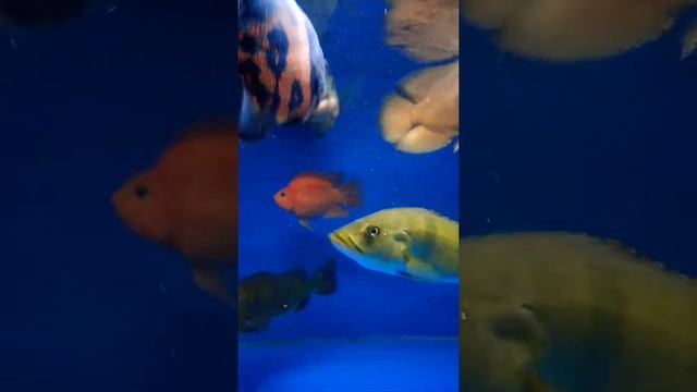 GELUDTT IKAN OSCAR TIGER BATIK - PredaTor Fish Tank #short