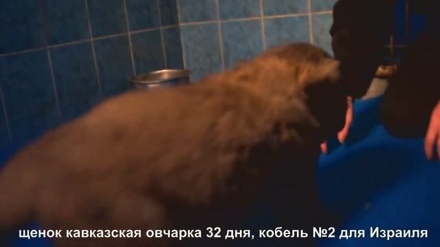 Питомник Кавказских овчарок. Щенки кавказской овчарки. Www.r-risk.ru +7 9262205603 Татьяна Ягодкина
