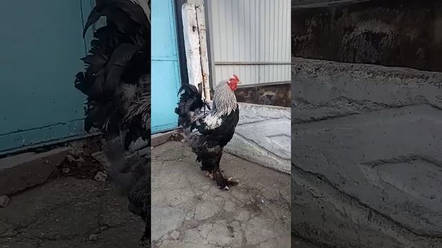 Петух тёмная брама.