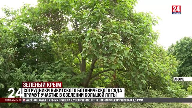 Сотрудники Никитского ботанического сада примут участие в озеленении Большой Ялты