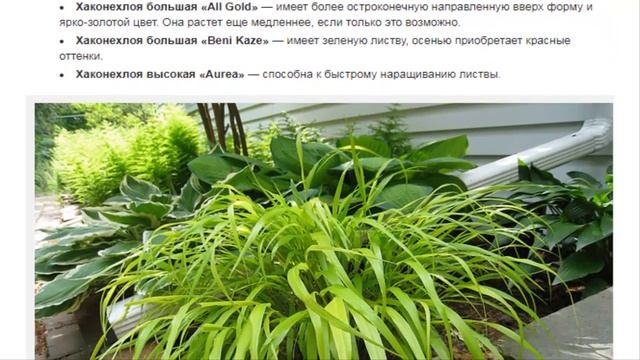 Хаконехлоя Hakonechloa в дизайне сада