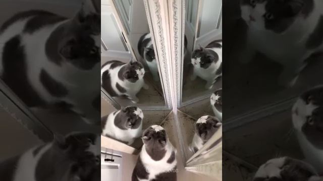 ПОДБОРКА САМЫХ СМЕШНЫХ ВИДЕО ИЗ ТИК ТОК  OMG So Cute ♥ Funny Cats And Dogs 2021 #16