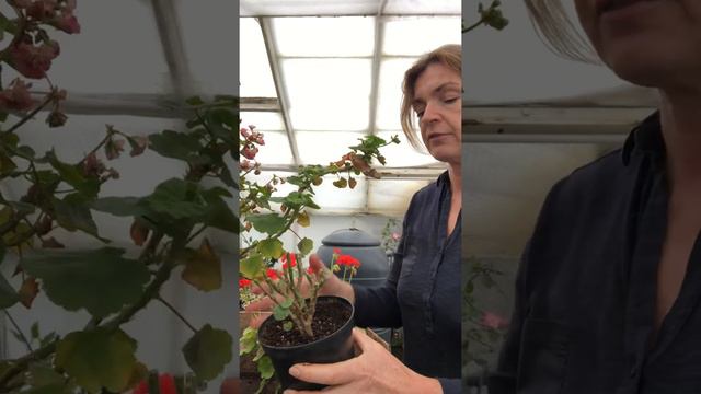 Zonal Pelargonium cuttings