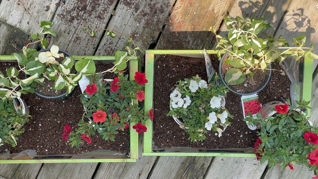 2023 Container Gardening Part 2