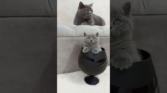 Басюша с деточкой? Британские котята в Москве. В продаже 2 котика. #котята #британцы #cute
