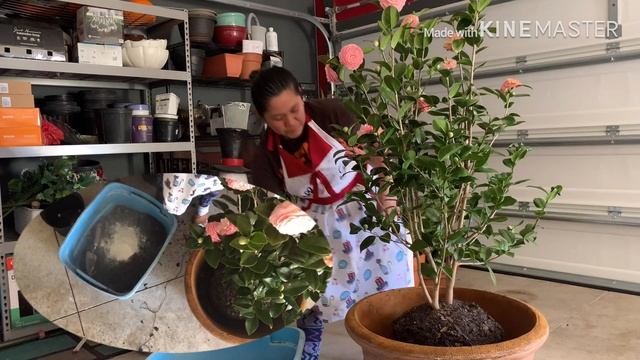 Aling Pudang: How to plant Camellia Japonica in pots