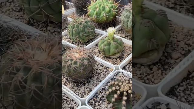 Gymnocalycium denudatum cv. Kiomaru