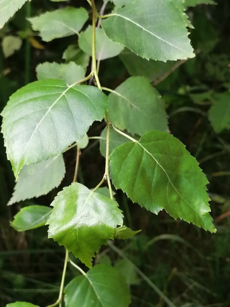 183. Берёза повислая – Betula pendula