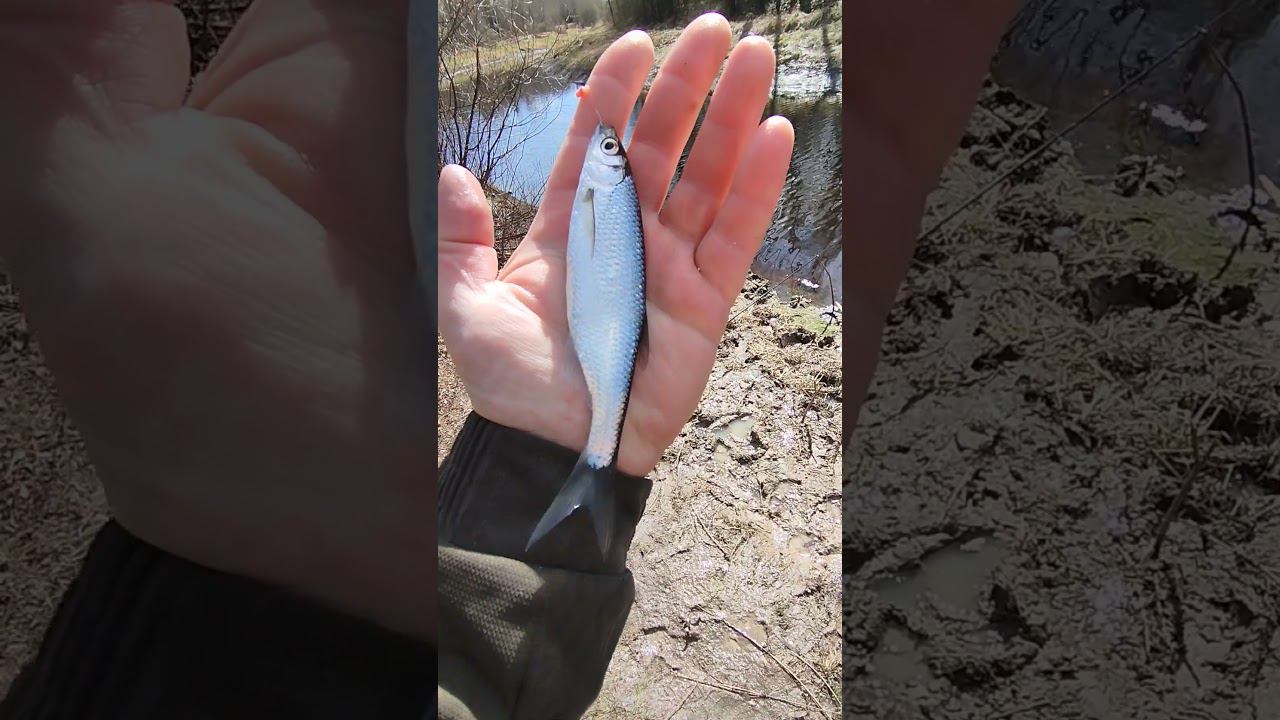 Рыбалка на поплавок.Уклейка начинает клевать. #рыбалка #fishing #shortvideo #fishingvideo