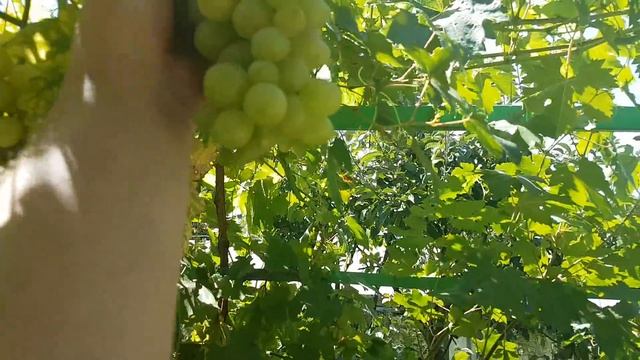 Виноград формировка и урожай куста Преображения на беседке 5 августа