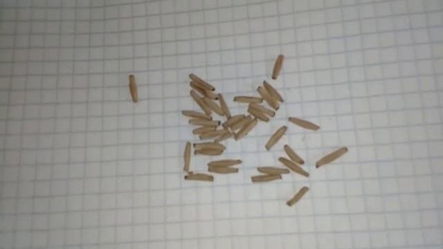 Адениум, свои семяна с ГАРАНТИЕЙ!!!