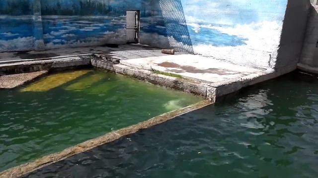 Белый медведь в Ростовском зоопарке