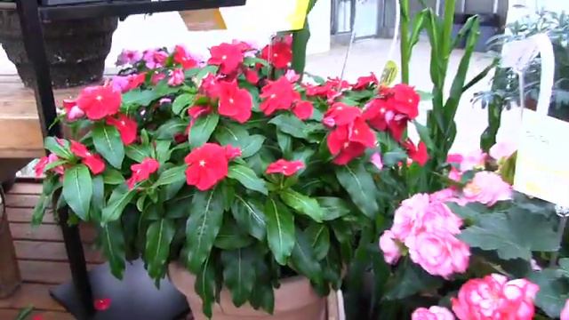 Spring Trials 2012: New Seed Varieties from Syngenta