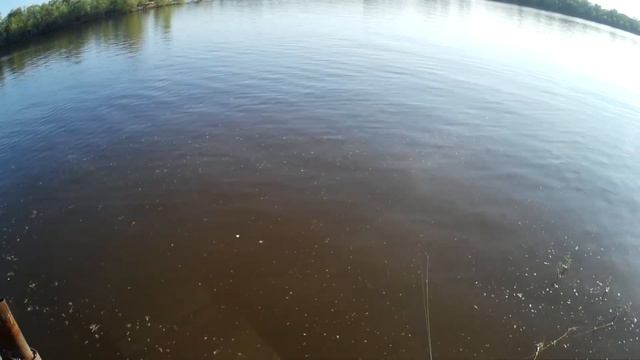 4 вида рыб на мормышку в июне. Мормышинг в деле!