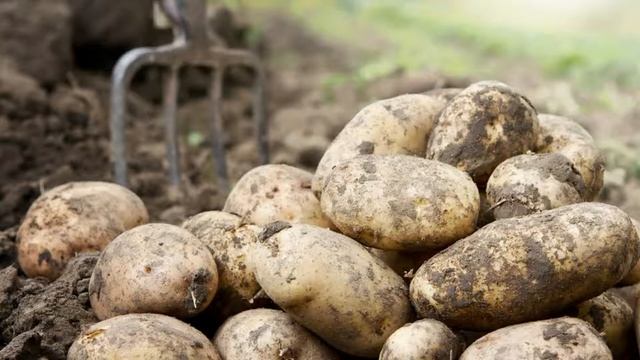 Рассказываю, как и чем каждую осень удобряю землю под посадку картофеля, чтобы собирать тонны качес